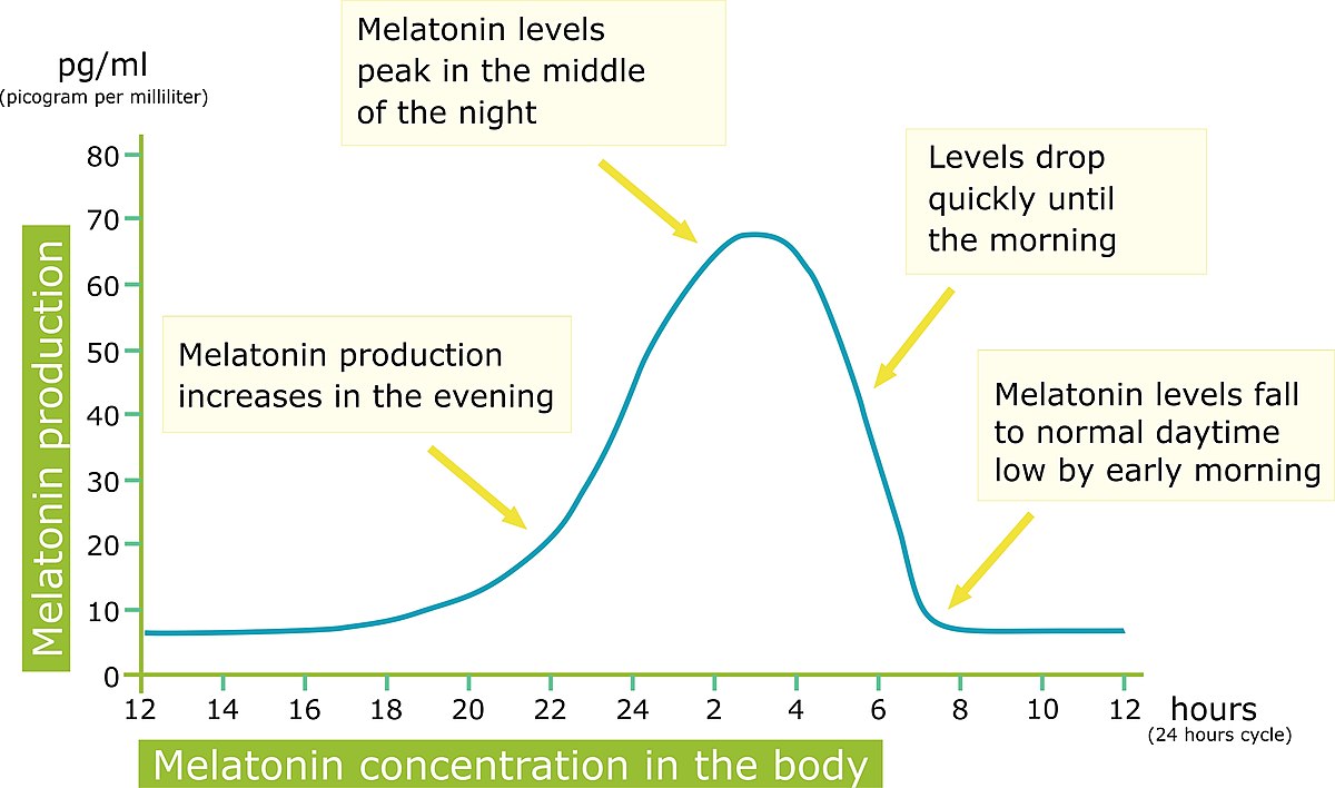 Kurve der Melatoninausschüttung während des zirkadianen Zyklus