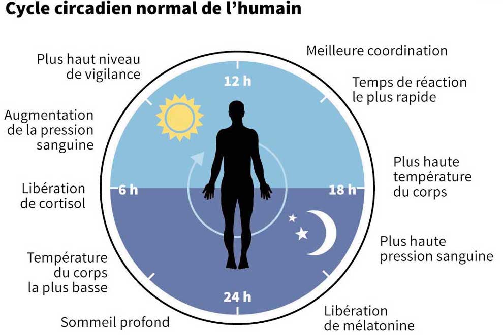 Schéma du cycle circadien de l'humain sous forme de cadran de 24h