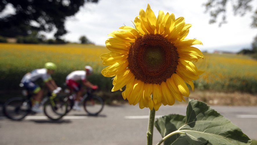 eine Sonnenblume, während im Hintergrund Radfahrer vorbeifahren
