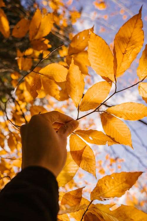 someone touching the leaves of a tree under the sun