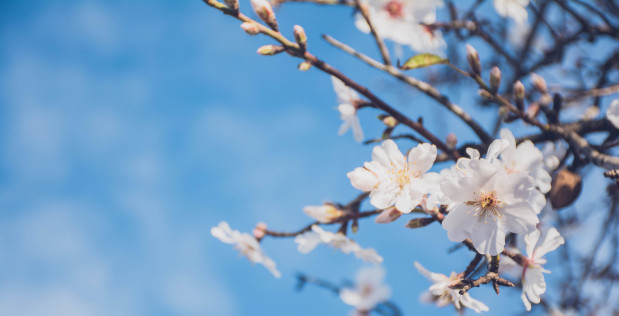 Kirschblüte vor blauem Himmel