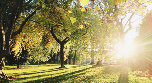 le soleil au fond du jardin