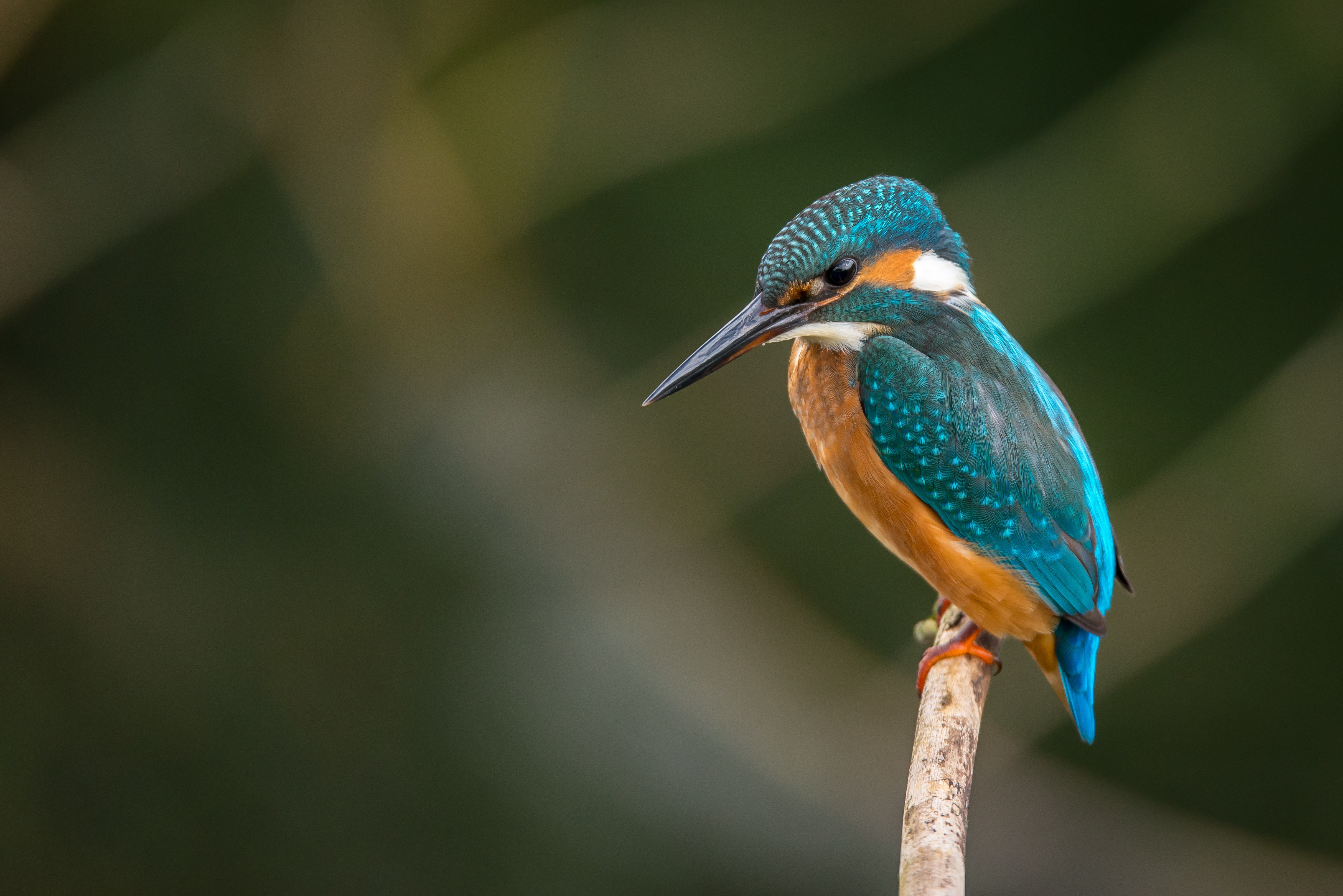 Un oiseau multicolore sur une branche d'arbre symbolise le contact avec la nature