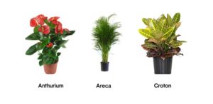 ensembles-de-plantes