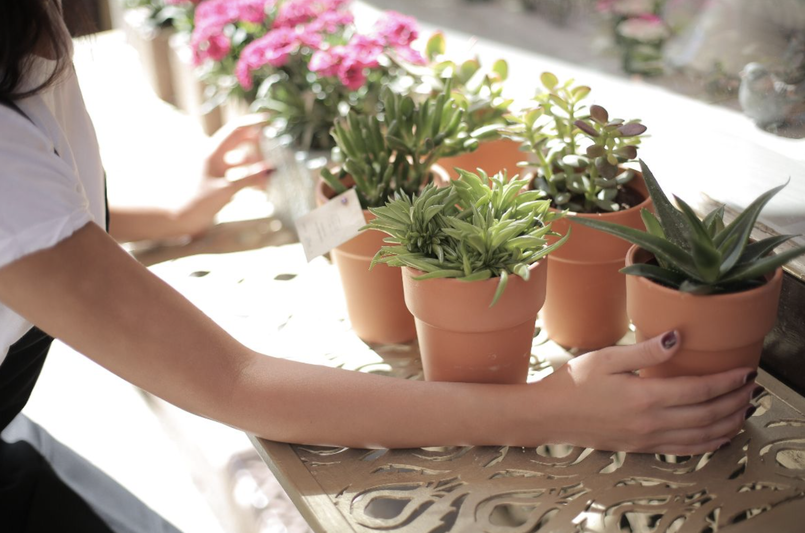 Une femme place ses plantes vertes au soleil sur une terrasse végétalisée