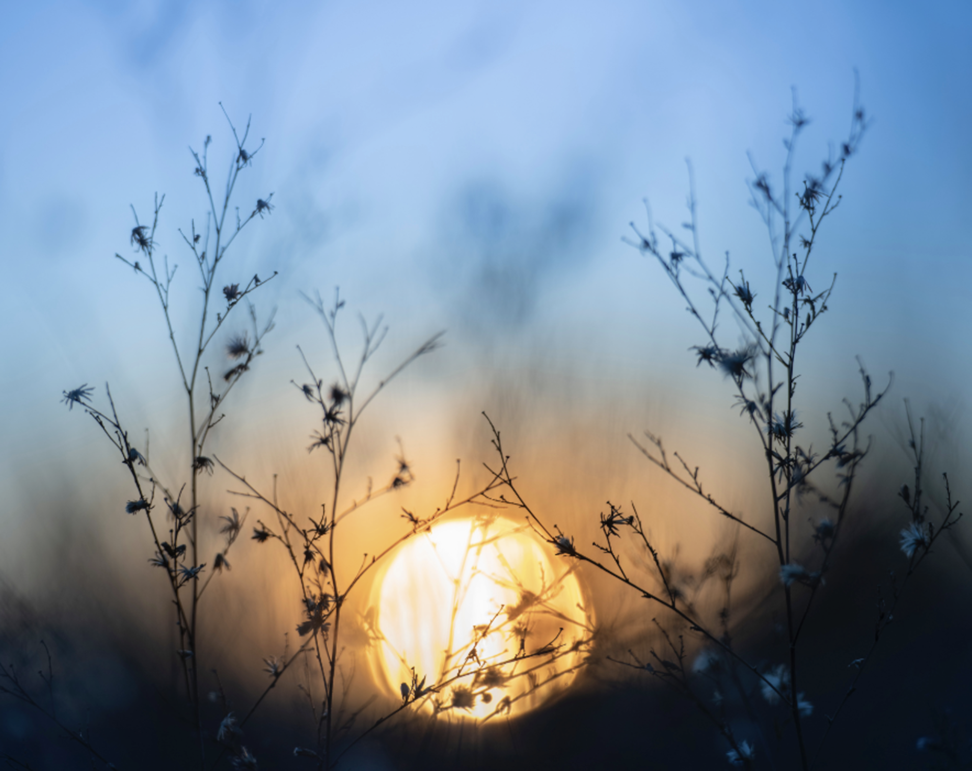 Soleil couchant à travers les nuages et la végétation. Cette photo évoque le Blue Monday qui est sensé être le jour le plus sombre de l'année !